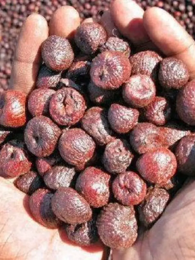 1 kg Arecanut Price in Karnataka Today