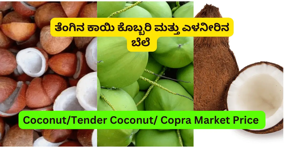 Coconut Copra Wholesale Market Price