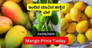 Mango Price in Bangalore Today Binny Mill