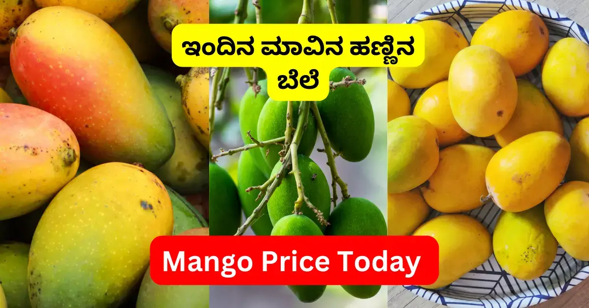 Mango Prices Today