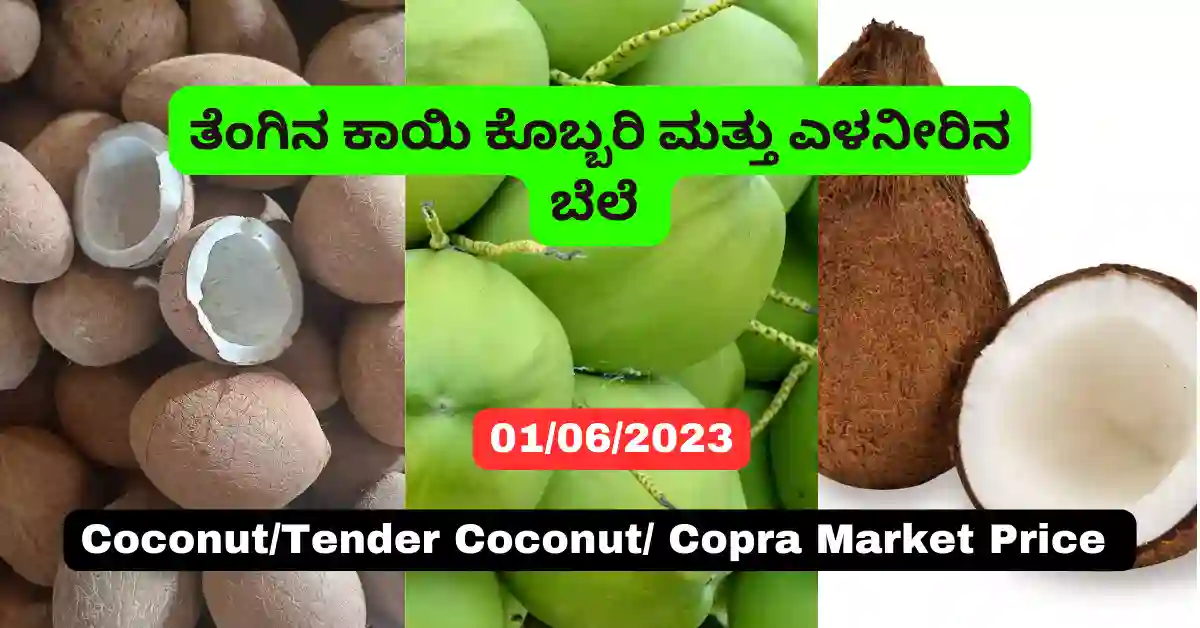 Dry Coconut, Coconut, and Tender Coconut Rate