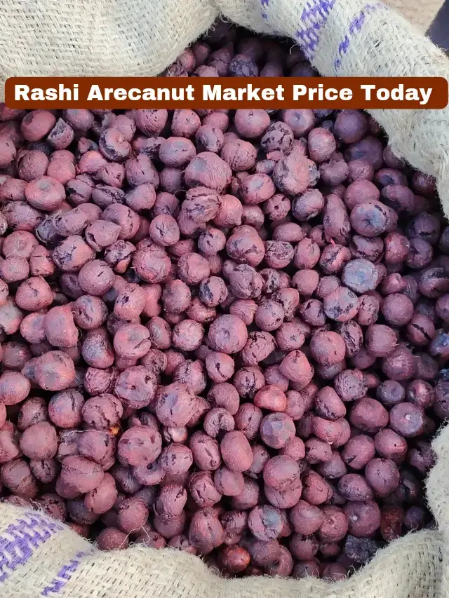 Rashi Adike Market Rate Today In Karnataka