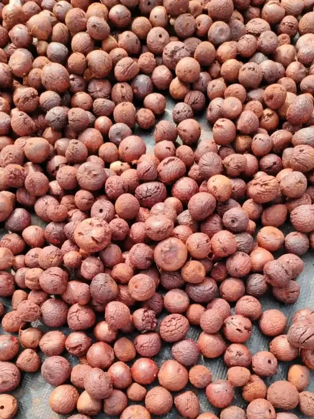 Arecanut Market Price Today in Karnataka Dec 29